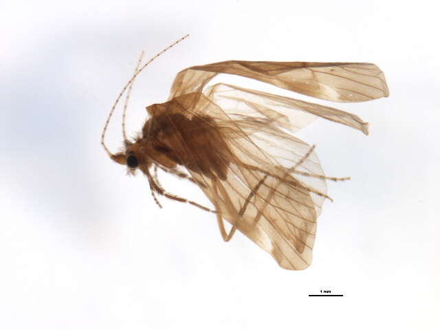 Image of Ceraclea (Ceraclea) maculata (Banks 1899)