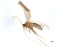 Image of Neophylax concinnus