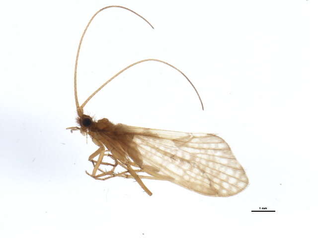 Image of Neophylax concinnus