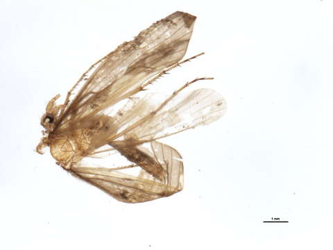 Image of Neophylax concinnus