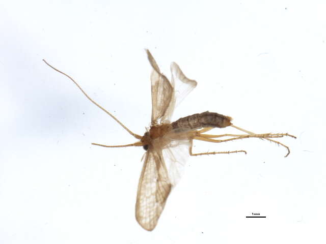 Image of Neophylax concinnus