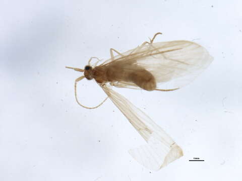 Image of <i>Lepidostoma liba</i>