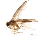 Image of Ochrotrichia shawnee (Ross 1938)