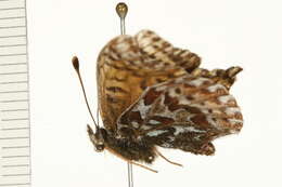 Image of Polaris Fritillary