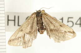 Image of Aspitates orciferaria Walker 1862
