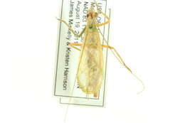Image of Four-spotted Tree Cricket