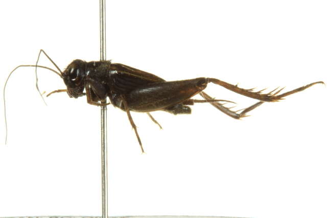 Image of Striped Ground Cricket