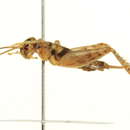 Image of Tropical house cricket