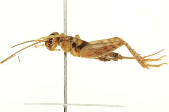 Image of Tropical house cricket