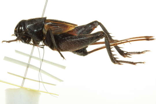 Image of Taciturn Wood Cricket