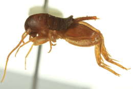 Image of Myrmecophilus