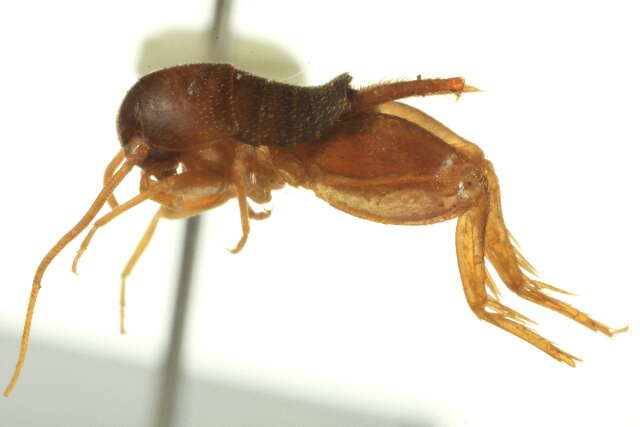 Image of Oregon Ant Cricket