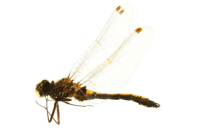 Imagem de Leucorrhinia borealis Hagen 1890