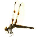 <i>Libellula nodistica</i> resmi