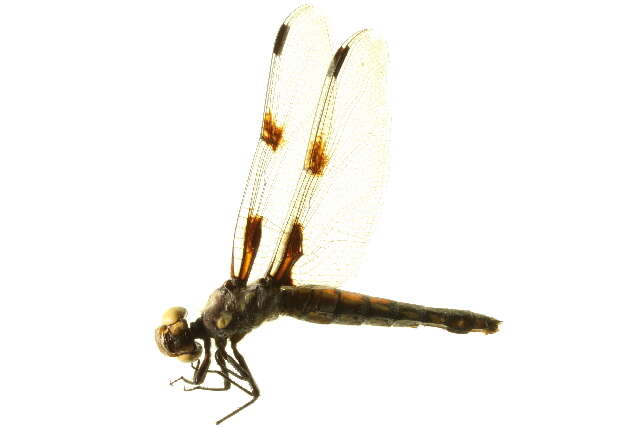 Image of <i>Libellula nodistica</i>