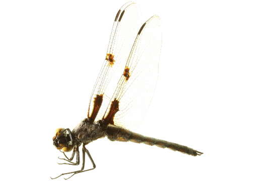 Image of <i>Libellula nodistica</i>