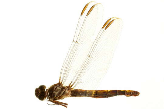 Image of Roseate Skimmer