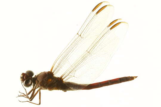 Image of Roseate Skimmer