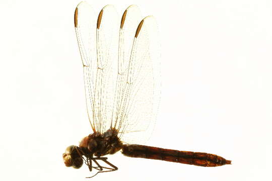 Image of Roseate Skimmer