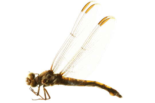 Image of Roseate Skimmer