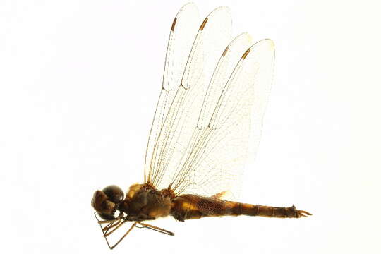 Image of Spot-winged Glider