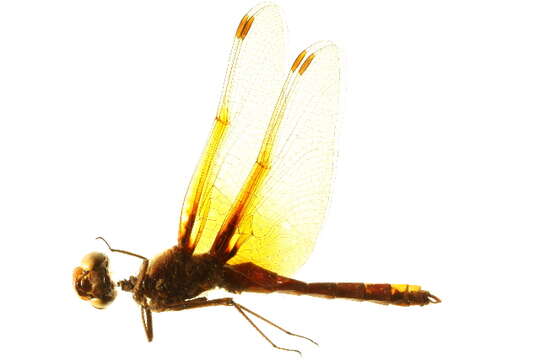 Image of Cardinal Meadowhawk