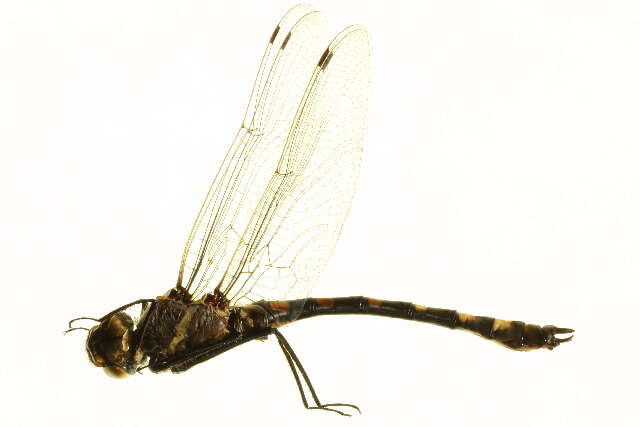 Image of Libelluloidea