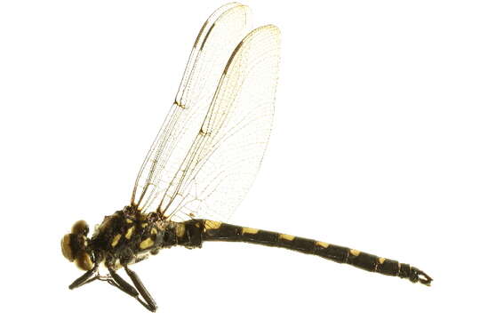 Image of Tanypteryx Kennedy 1917