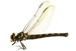 Image of Tanypteryx Kennedy 1917