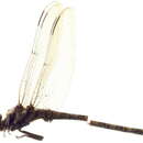 Image of Tanypteryx thoreyi