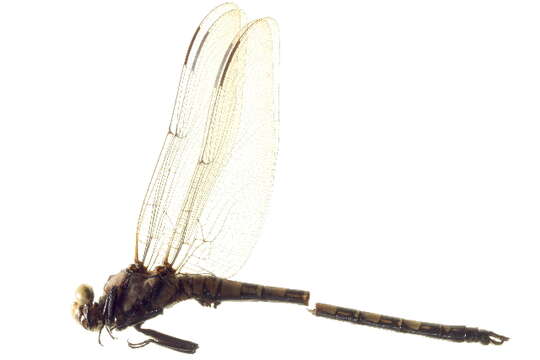 Image of Tanypteryx thoreyi