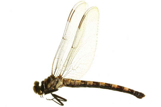 Image of Tanypteryx thoreyi