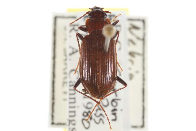 Nebria (Reductonebria) arkansana Casey 1913的圖片