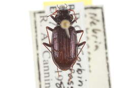 Image of Nebria (Reductonebria) arkansana Casey 1913