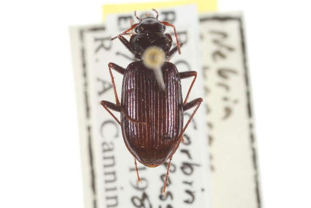 Nebria (Reductonebria) arkansana Casey 1913的圖片