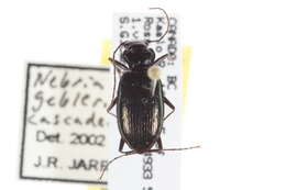 Image of Nebria