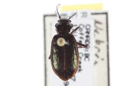 Image of Nebria (Catonebria) gebleri Dejean 1831