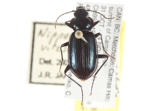 Image of Nebria (Vancouveria) virescens G. Horn 1870