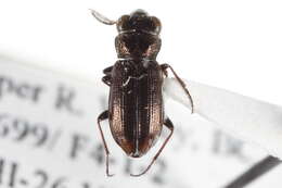 Слика од Notiophilus sylvaticus Eschscholtz 1833