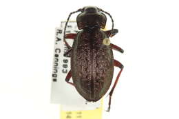 Carabus (Diocarabus) truncaticollis Eschscholtz 1833 resmi