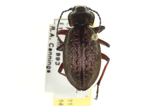 Image of Carabus (Diocarabus) truncaticollis Eschscholtz 1833