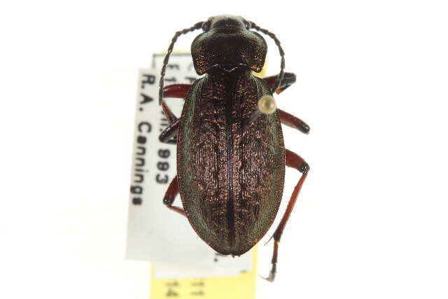 Carabus (Diocarabus) truncaticollis Eschscholtz 1833 resmi