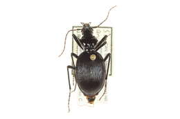 Image of Scaphinotus (Neocychrus) angulatus (T. W. Harris 1839)