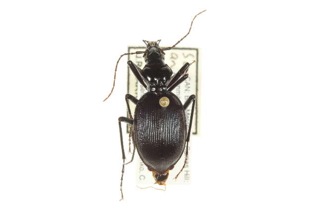 Image of Scaphinotus (Neocychrus) angulatus (T. W. Harris 1839)