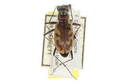 Image de Cicindela (Cicindela) lengi W. Horn 1908