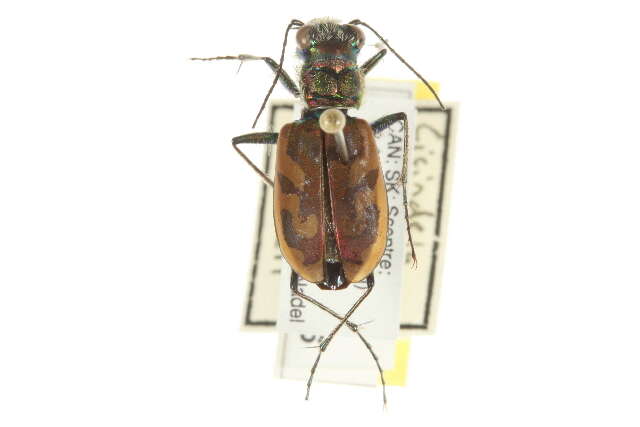 Image de Cicindela (Cicindela) lengi W. Horn 1908