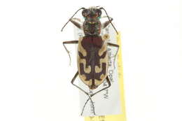 Image de Cicindela (Cicindela) lengi W. Horn 1908