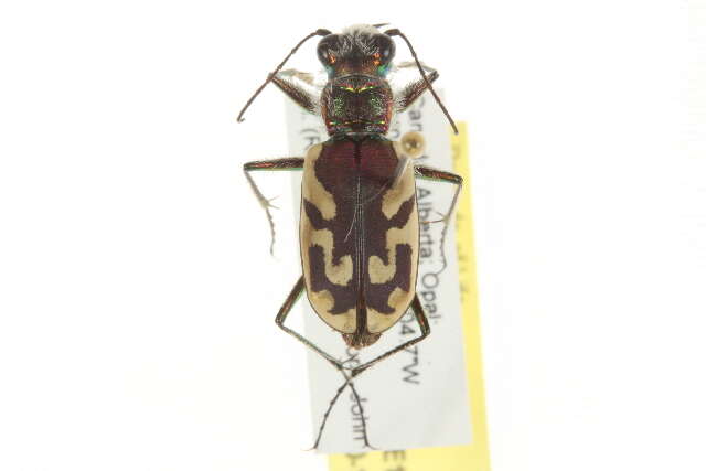 Image de Cicindela (Cicindela) lengi W. Horn 1908