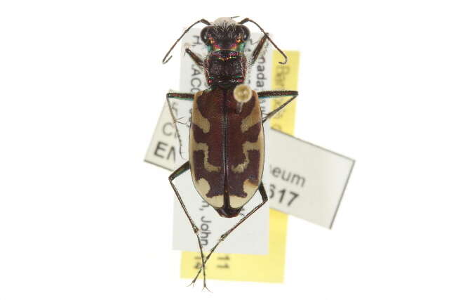 Image de Cicindela (Cicindela) lengi W. Horn 1908