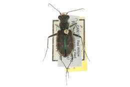 Image of Common Claybank Tiger Beetle